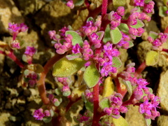 Aizoon papulosum
