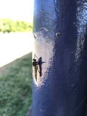 Neomochtherus willistoni