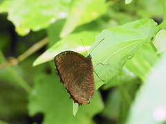 Elymnias hypermnestra beatrice