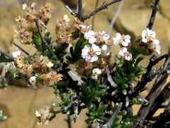 Eriocephalus spinescens