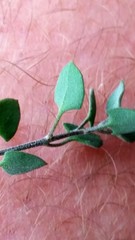 Chenopodium triandrum