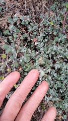 Chenopodium triandrum