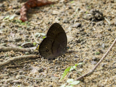 Faunis canens arcesilas