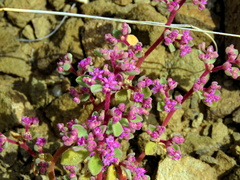 Aizoon papulosum