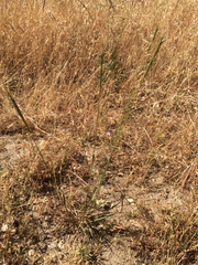 Elymus glaucus