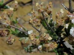 Eriocephalus spinescens