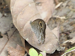 Ypthima horsfieldii humei