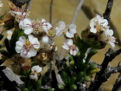 Eriocephalus spinescens