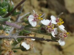 Eriocephalus spinescens