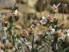 Eriocephalus spinescens