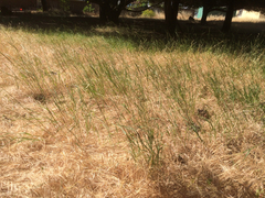 Elymus glaucus