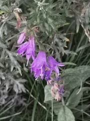 Campanula rapunculoides