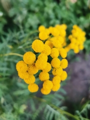 Tanacetum vulgare
