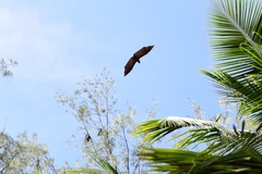 Pteropus tonganus