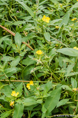 Ludwigia elegans