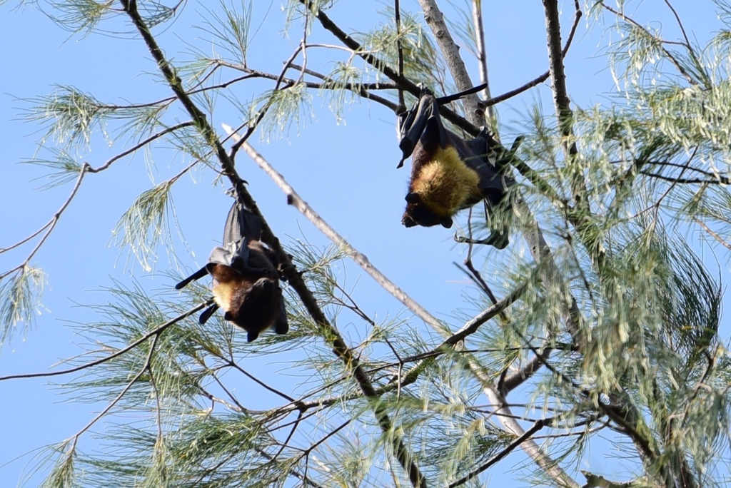 Pacific Flying Fox