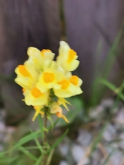 Linaria vulgaris