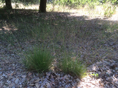Nassella lepida