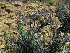 Eriocephalus spinescens