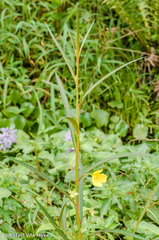 Ludwigia longifolia
