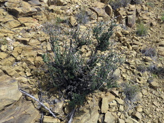 Eriocephalus spinescens