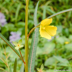 Ludwigia longifolia