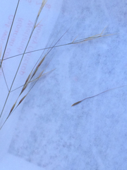 Nassella lepida