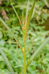 Ludwigia longifolia