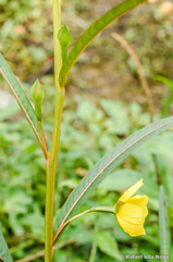 Ludwigia longifolia