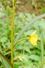 Ludwigia longifolia