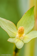 Ludwigia longifolia