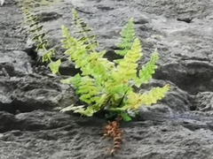 Cystopteris fragilis