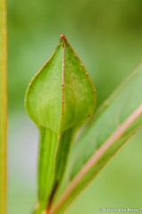 Ludwigia longifolia