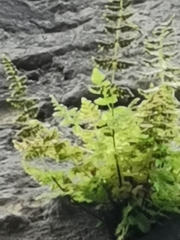 Cystopteris fragilis