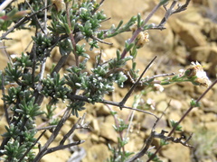 Eriocephalus spinescens