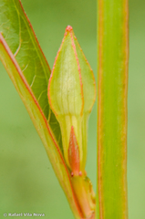 Ludwigia longifolia