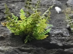 Cystopteris fragilis