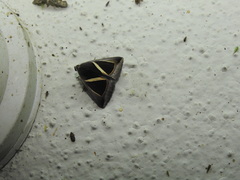 Chalciope