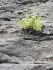 Cystopteris fragilis