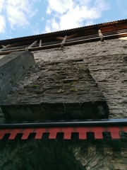 Cystopteris fragilis