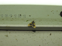 Rehimena
