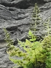 Cystopteris fragilis