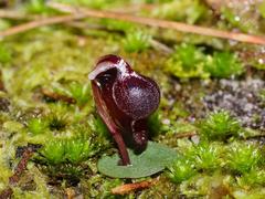Corybas unguiculatus