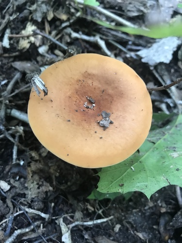 Lactifluus volemus — (c) Annie Weissman, some rights reserved (CC BY)