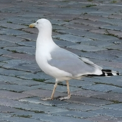 Larus argentatus