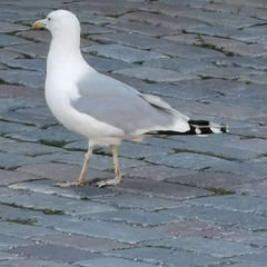Larus argentatus