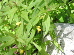 Melampyrum sylvaticum