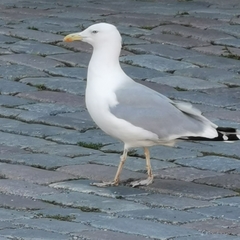 Larus argentatus