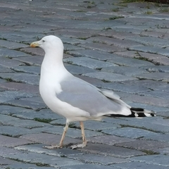 Larus argentatus