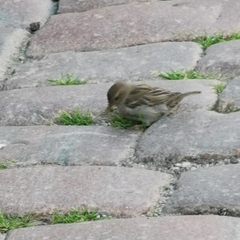 Passer domesticus